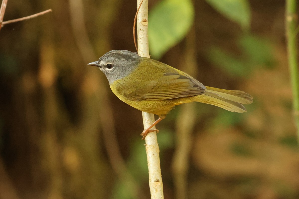 White-lored Warbler - ML548615341