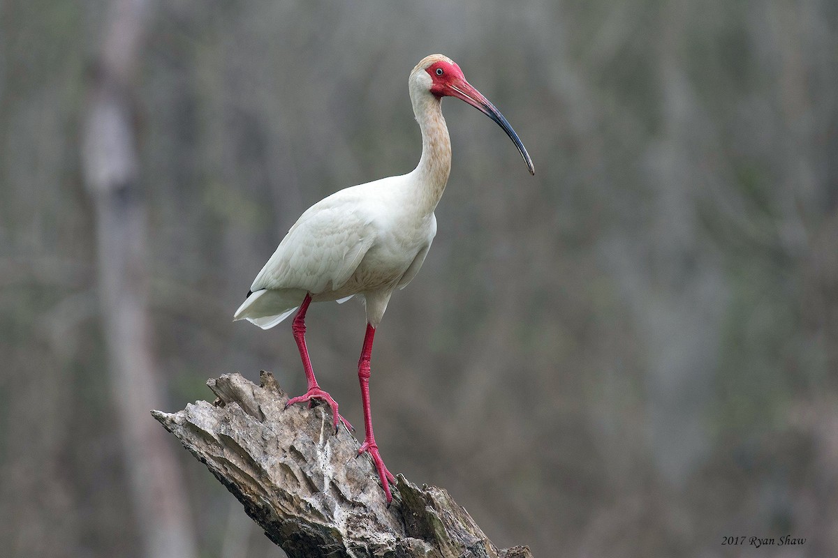 ibis bílý - ML54861541