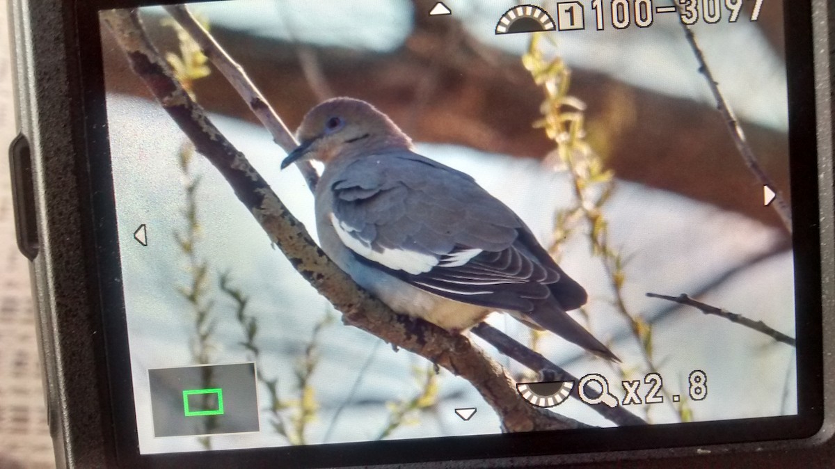 White-winged Dove - ML54861551