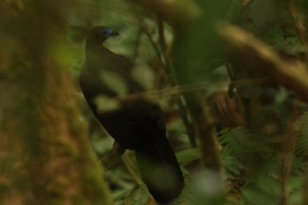 Sickle-winged Guan - ML548616311