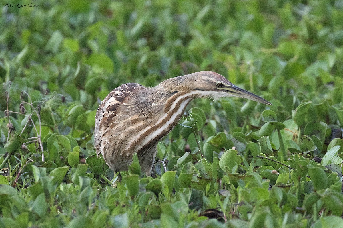 American Bittern - Ryan Shaw