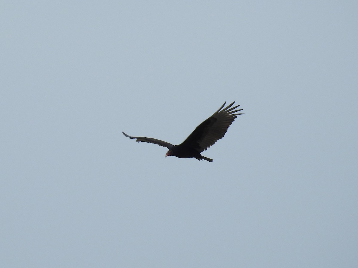 Turkey Vulture - ML54861971