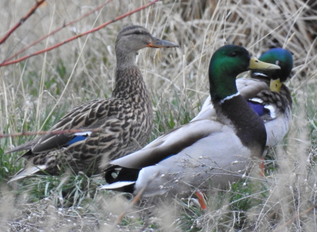 Mallard - ML54862031