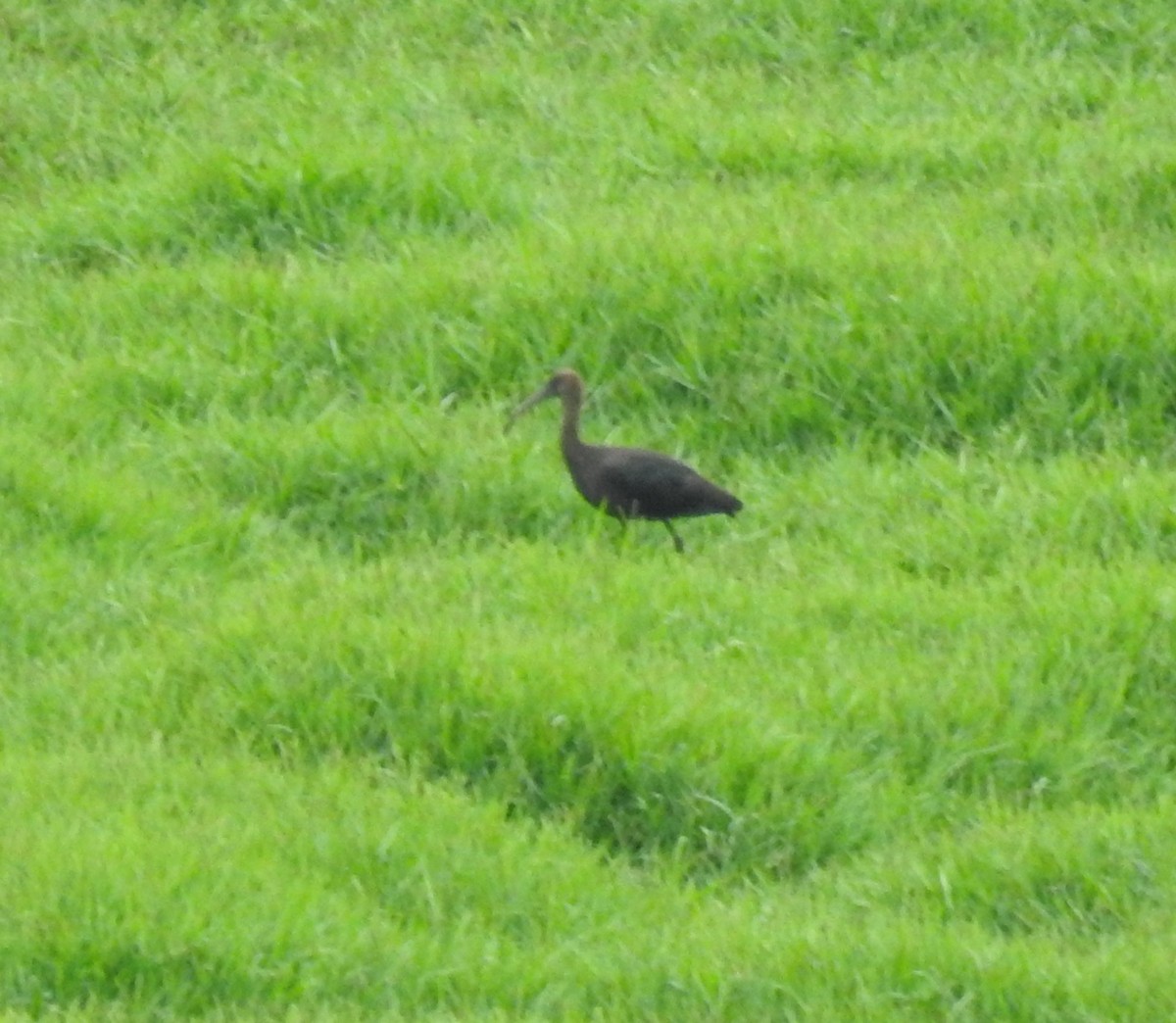 Glossy Ibis - ML548620331