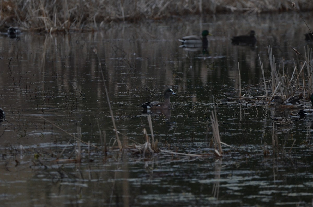 American Wigeon - Mael Glon