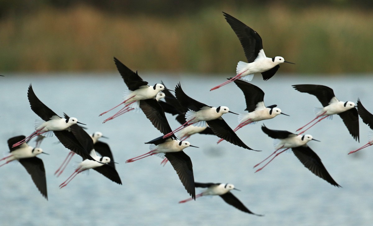 Pied Stilt - ML54862111