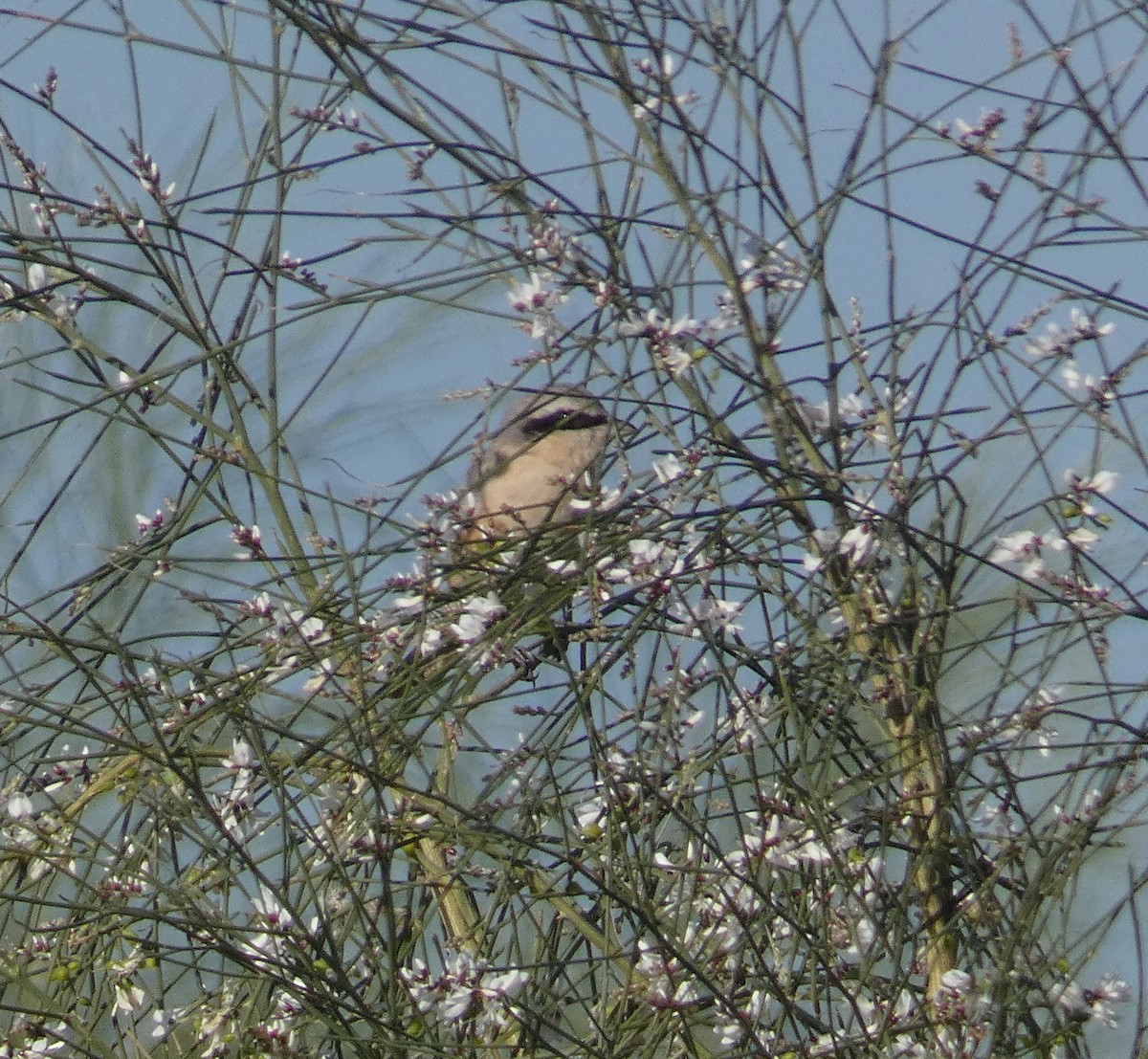 Isabelline Shrike - Elena Vs