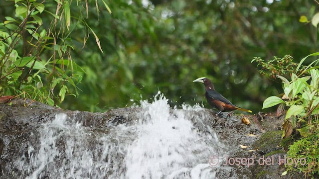 Chestnut-headed Oropendola - ML548622151