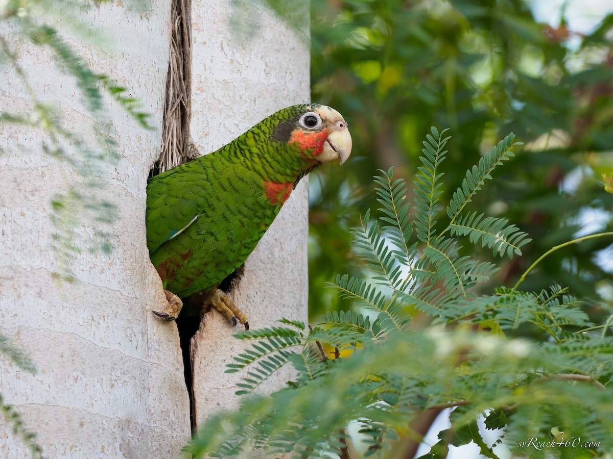 amazoňan kubánský (ssp. caymanensis/hesterna) - ML548623831