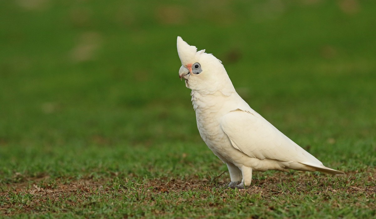 Little Corella - ML54862421