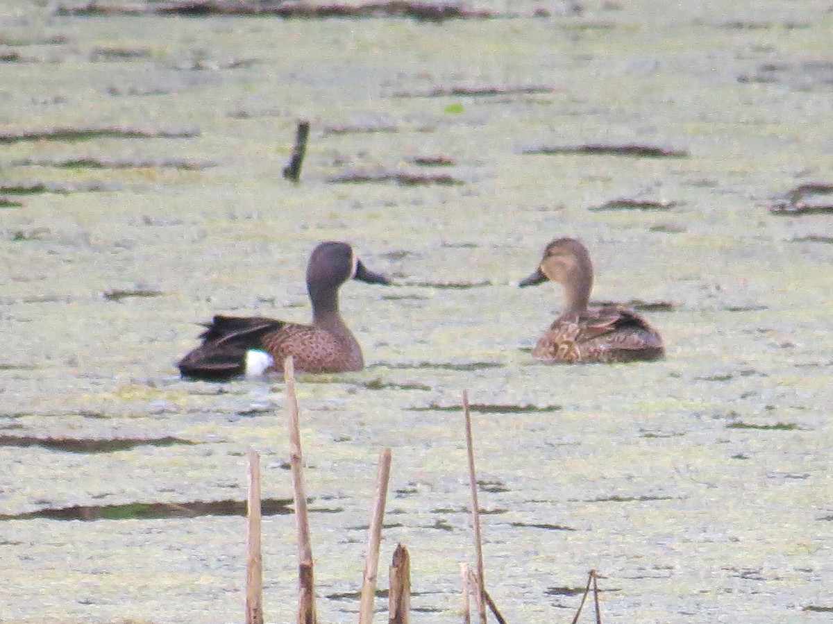 Blue-winged Teal - ML54862491