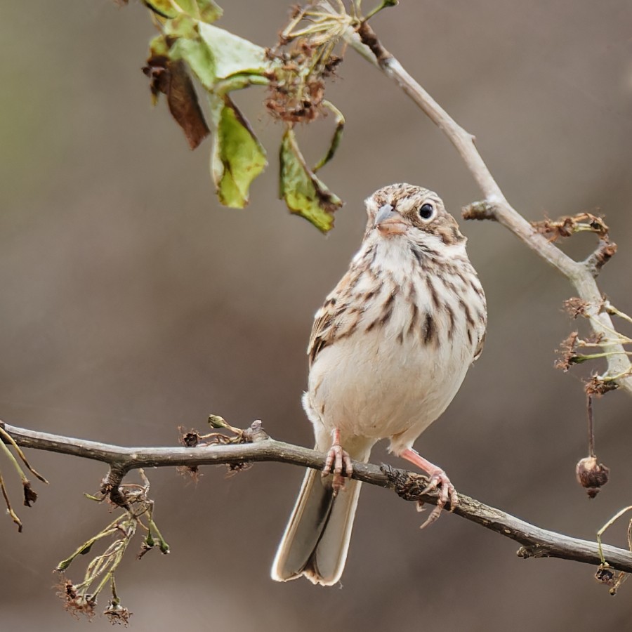 Vesper Sparrow - ML548625041