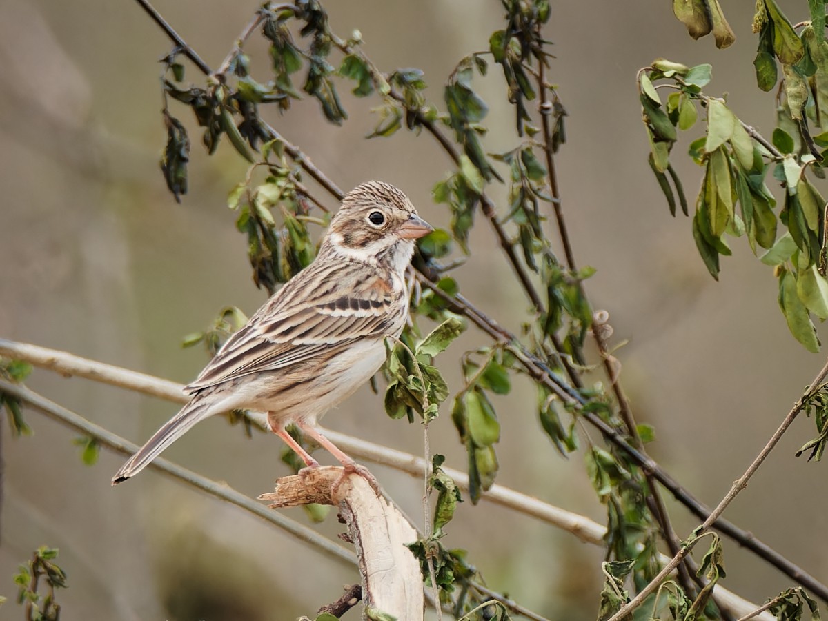 Vesper Sparrow - ML548625061