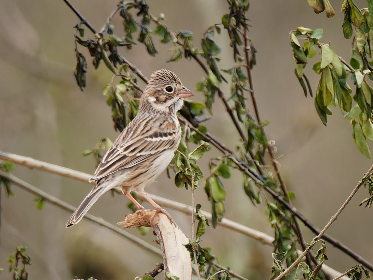 Vesper Sparrow - ML548625101