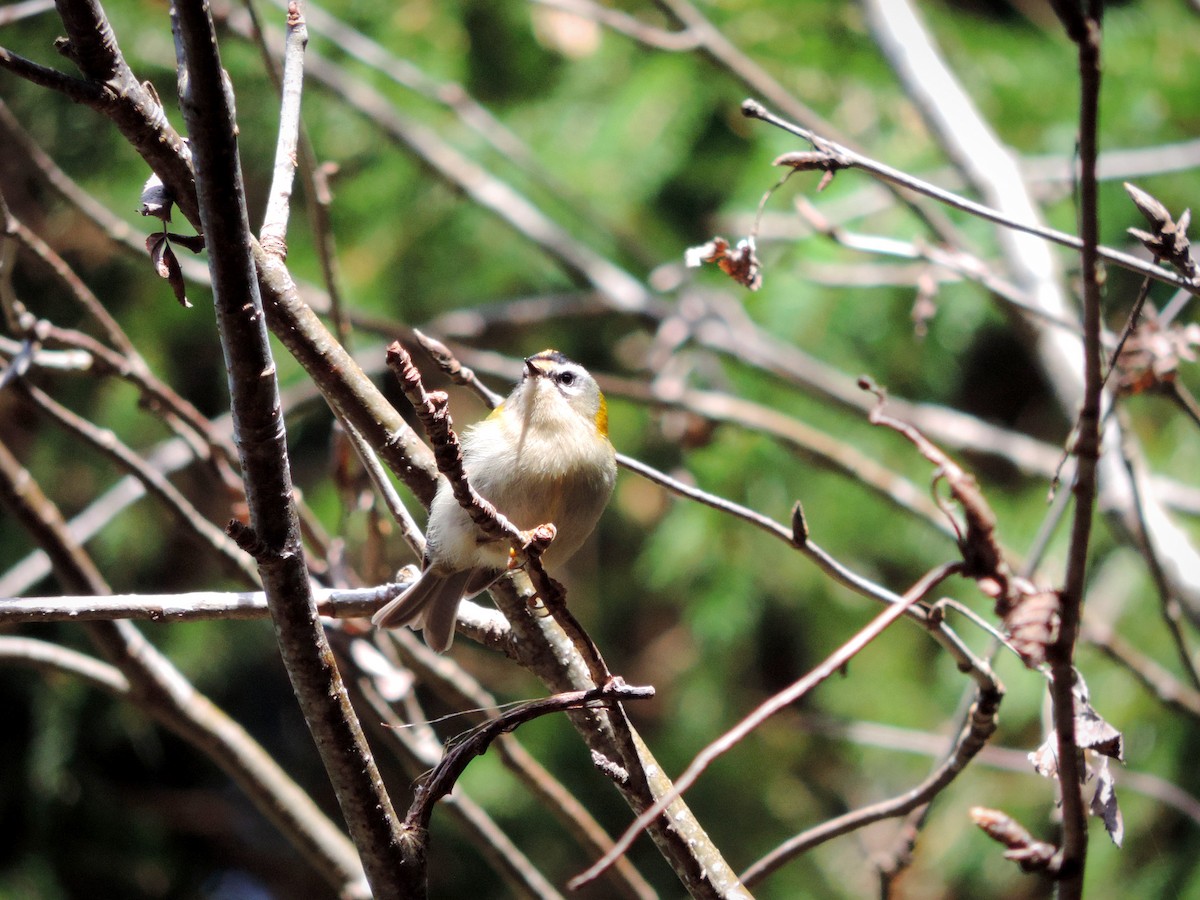 Common Firecrest - ML548625531