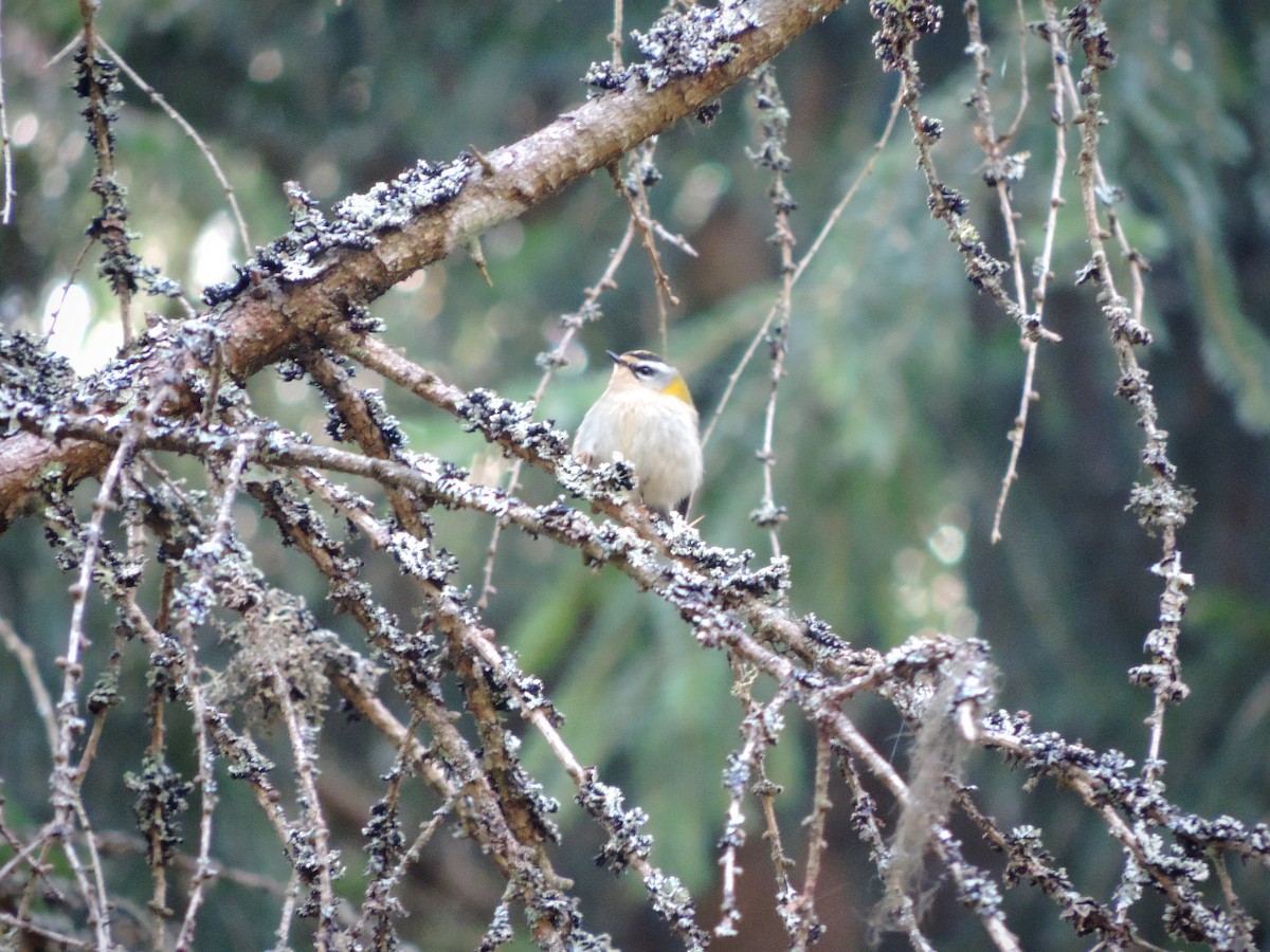 Common Firecrest - ML548625541