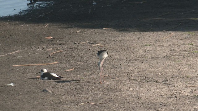 Pied Stilt - ML548625611