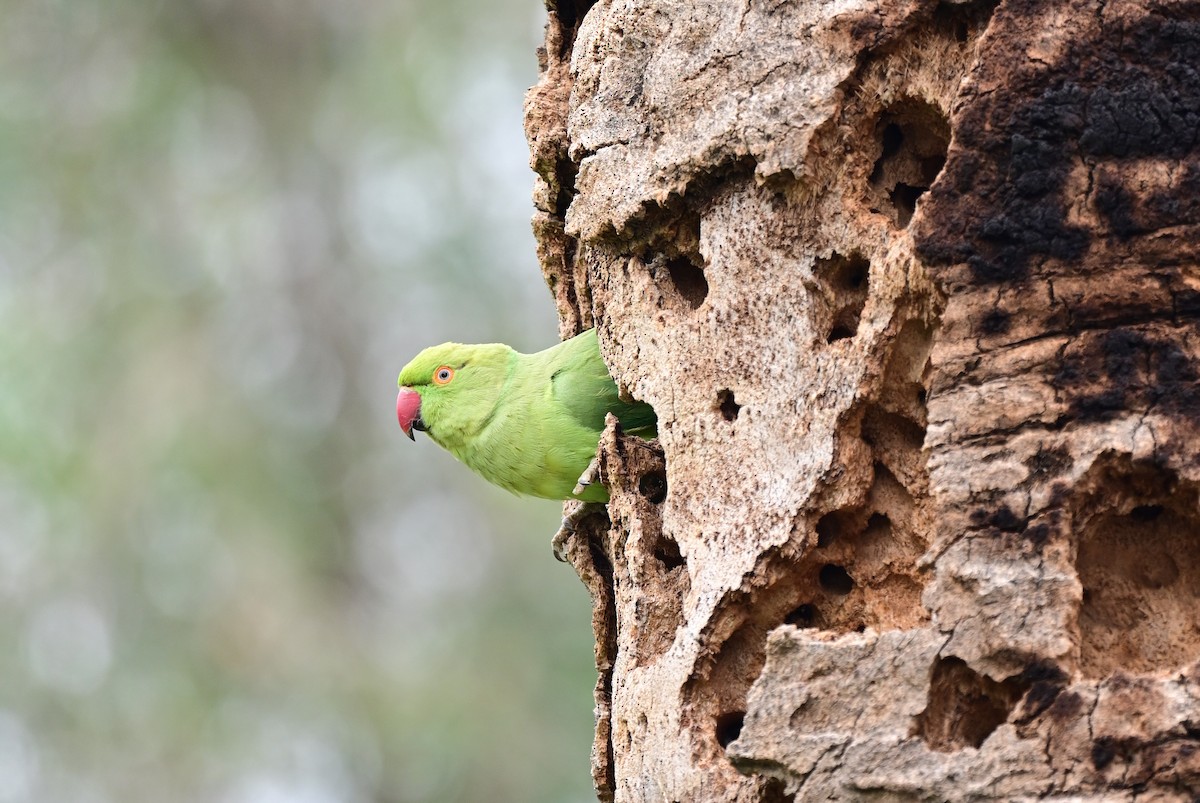 Rose-ringed Parakeet - ML548625931