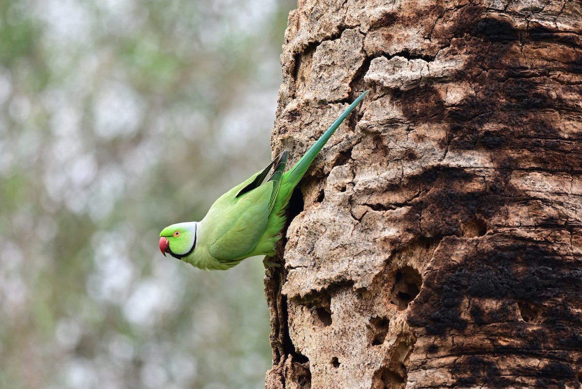 Rose-ringed Parakeet - ML548625941