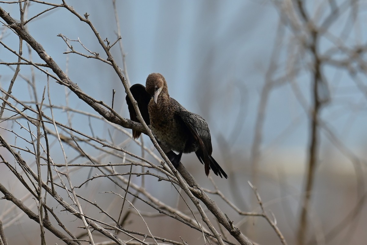 Pygmy Cormorant - ML548625991