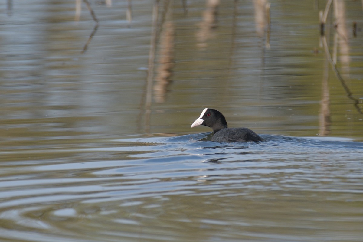 Eurasian Coot - ML548626001