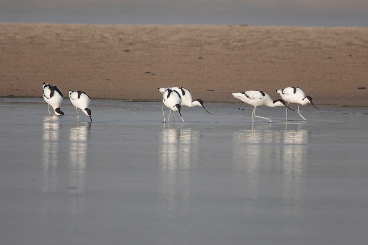 Pied Avocet - ML548626241