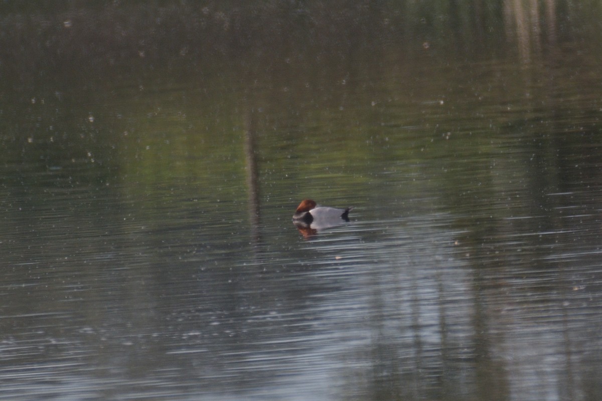 Common Pochard - ML548626321