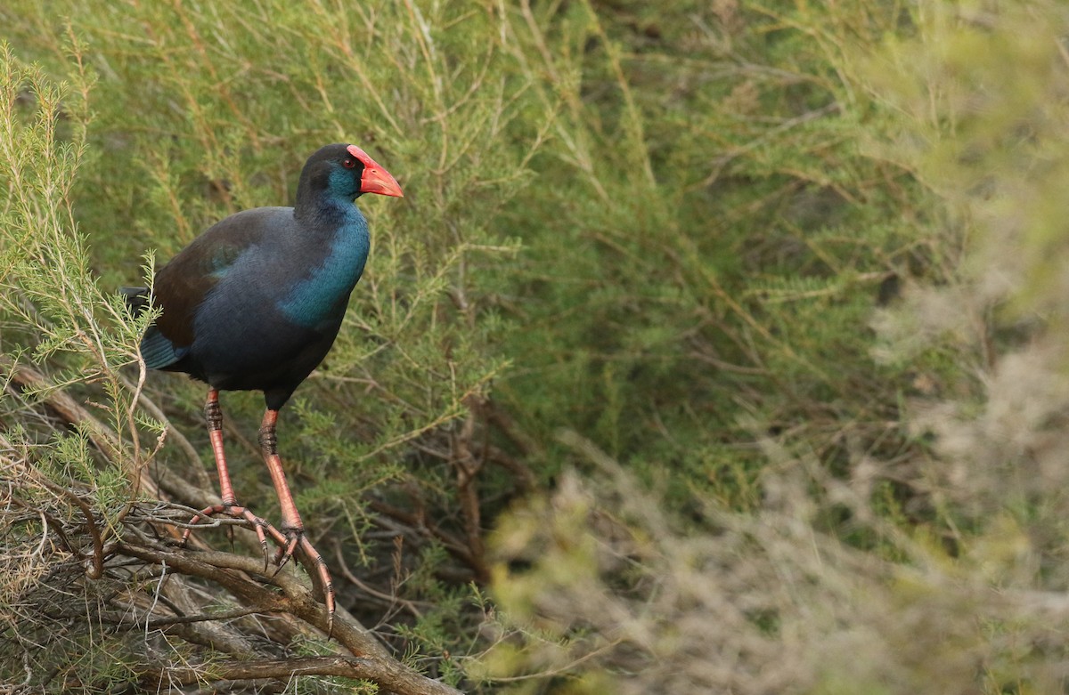 Australasian Swamphen - ML54862681