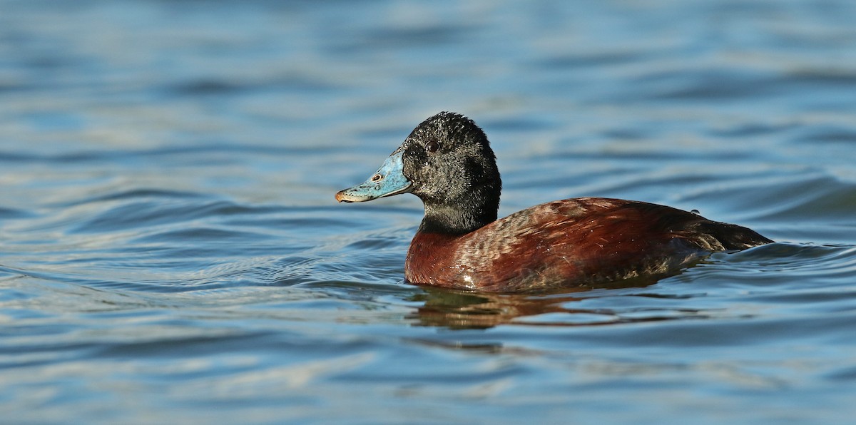 Blue-billed Duck - ML54862711