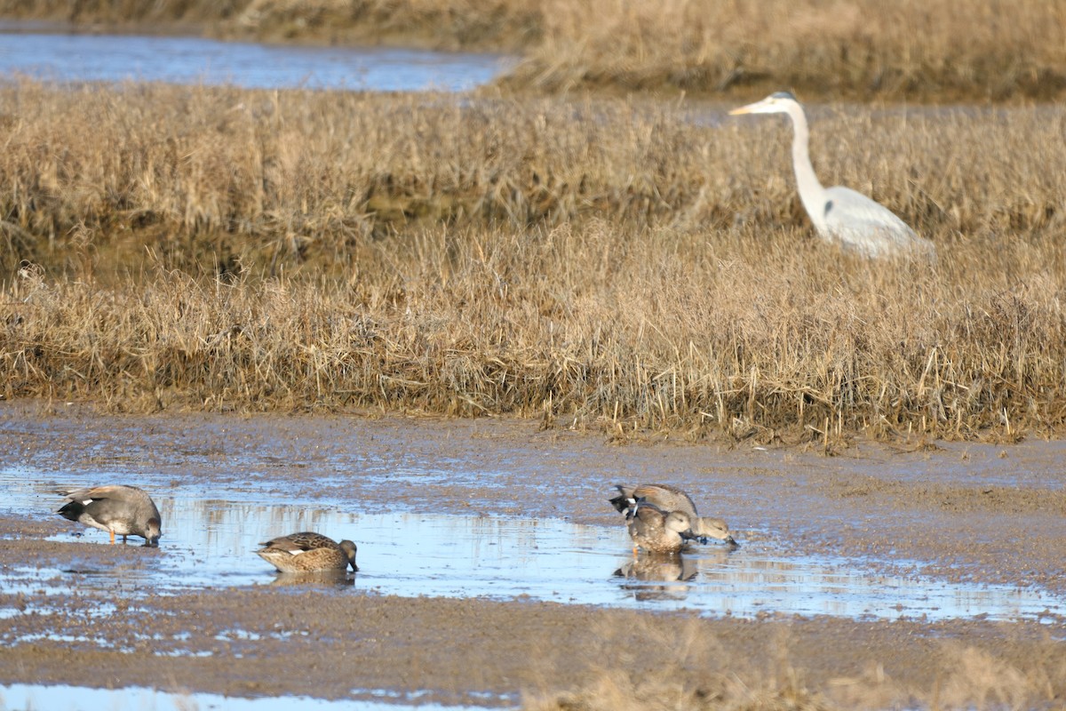 Blue-winged Teal - ML548627351