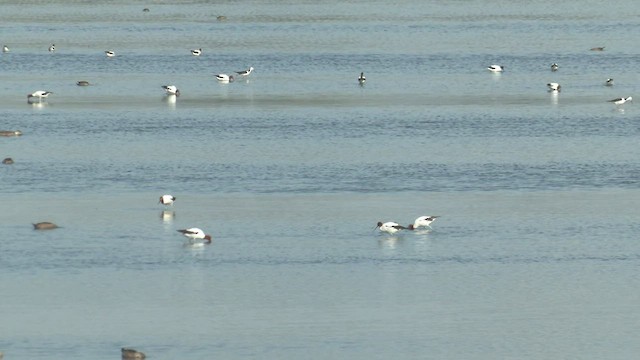 Avocette d'Australie - ML548627621