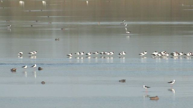 Avocette d'Australie - ML548627641