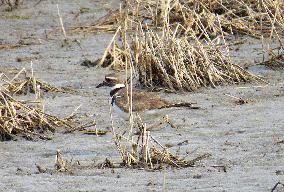 Killdeer - ML54862781