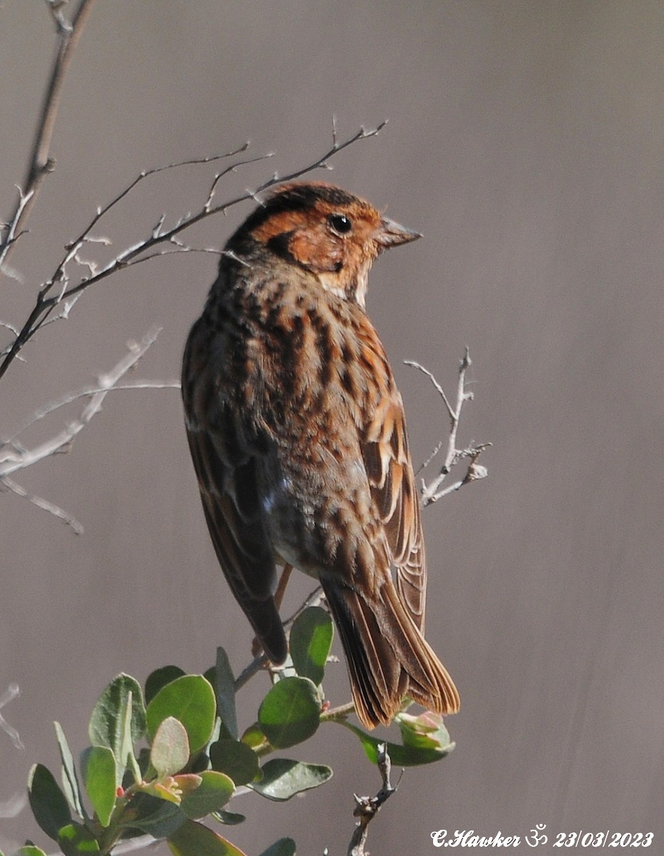 Little Bunting - ML548628031