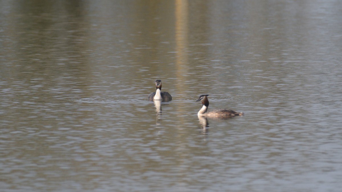 Great Crested Grebe - ML548628111