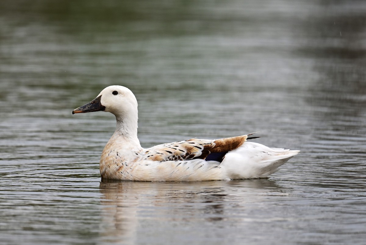 duck sp. - ML548628161