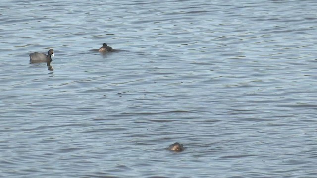 Australasian Grebe - ML548628251