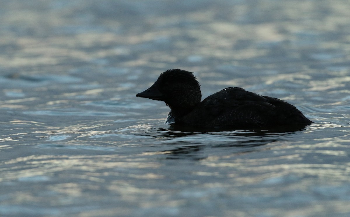 Musk Duck - ML54862851