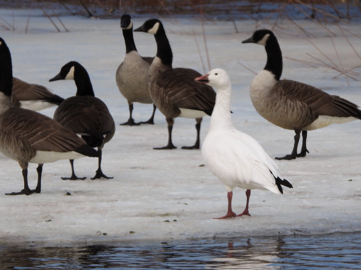 Snow Goose - Doug Emlin