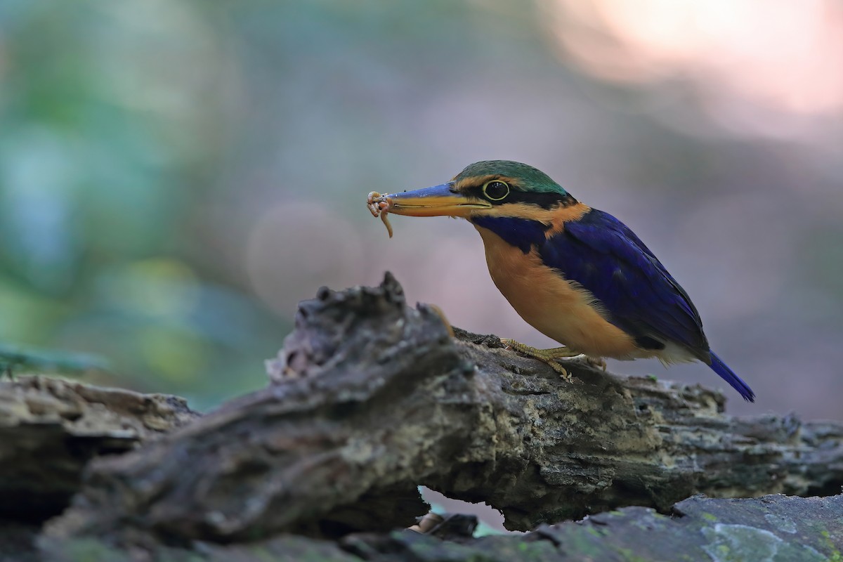 Rufous-collared Kingfisher - ML548628881