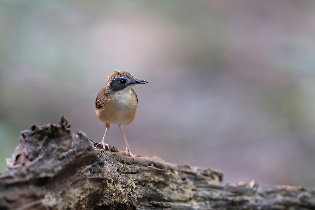 Short-tailed Babbler - ML548629421