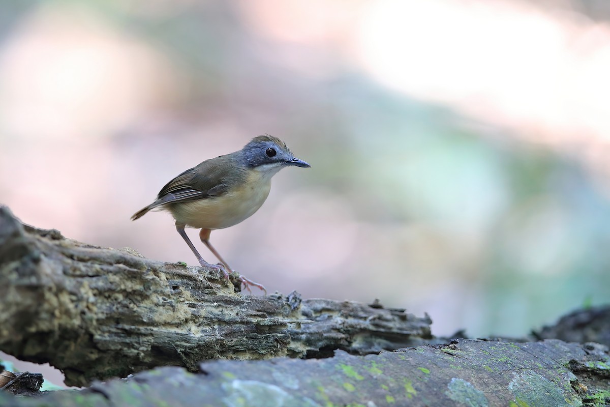 Short-tailed Babbler - ML548629431