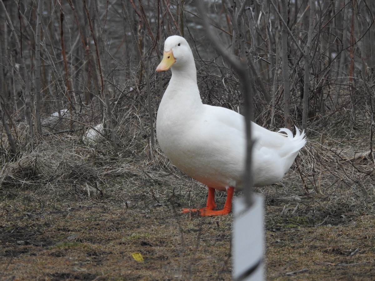 Mallard (Domestic type) - ML548630421