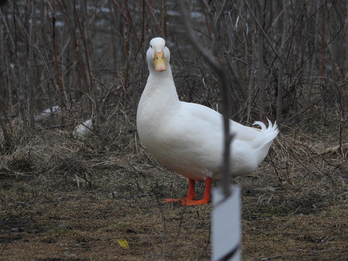 Fehlfarben-Stockente/Hausente - ML548630431