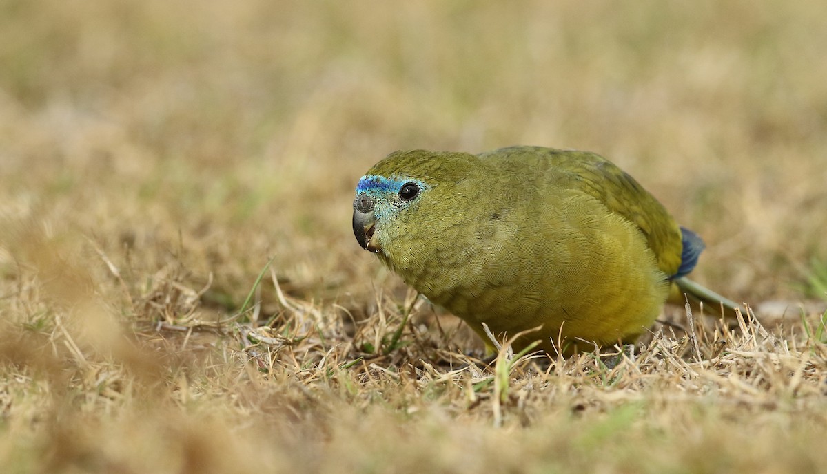 Rock Parrot - Luke Seitz