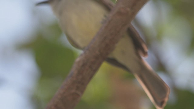 La Sagra's Flycatcher - ML548631481