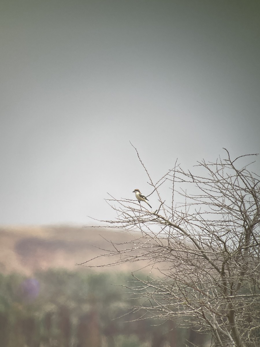 Woodchat Shrike - ML548631581