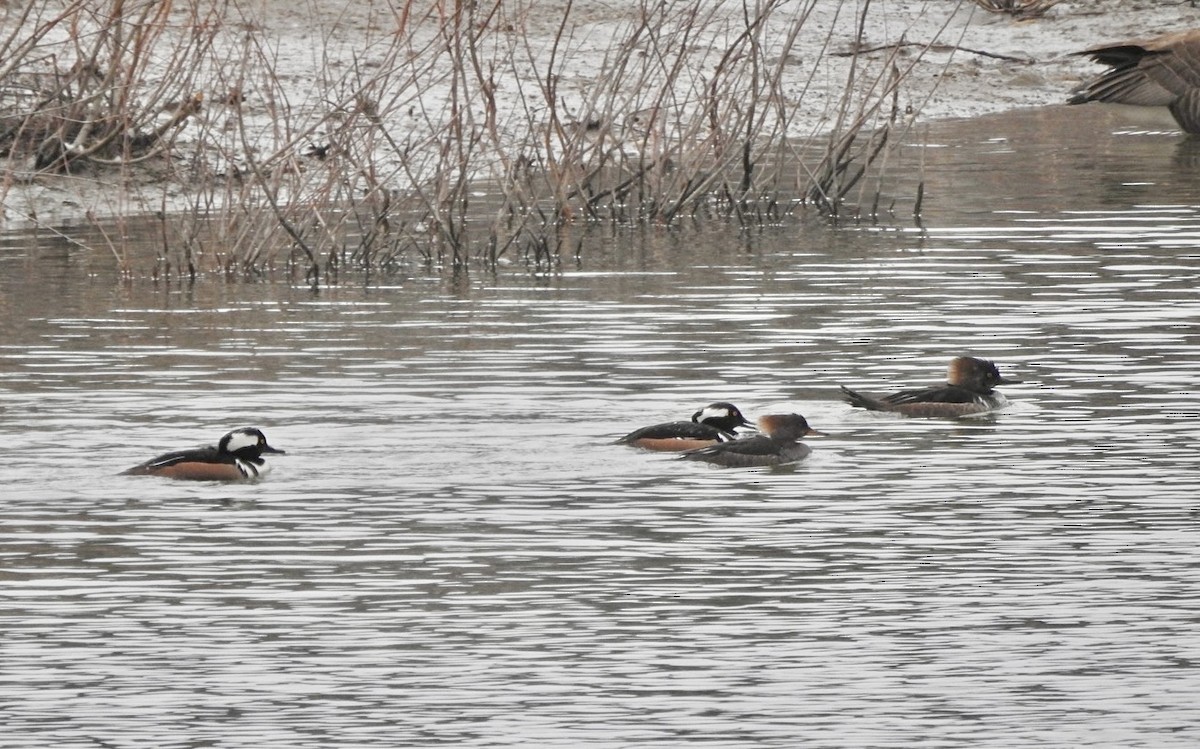 Hooded Merganser - ML548631631