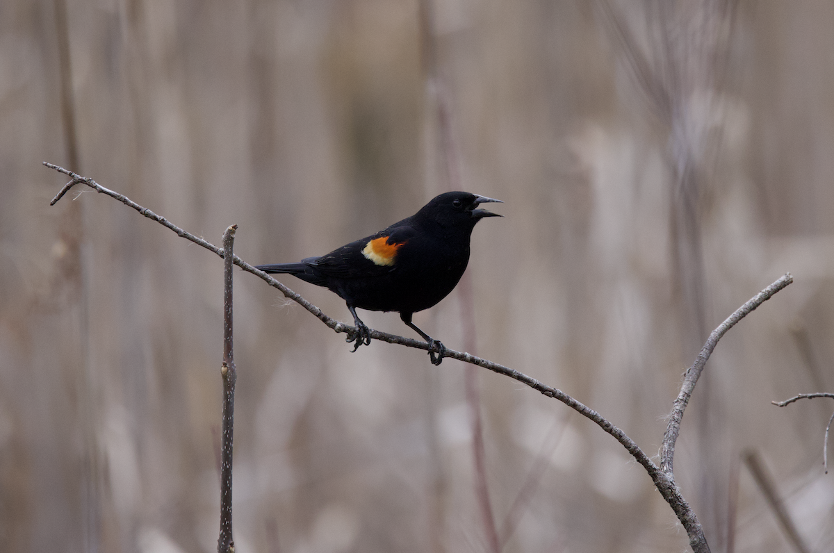 Red-winged Blackbird - ML548632051