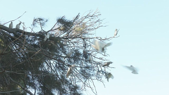 Cacatoès corella - ML548632271